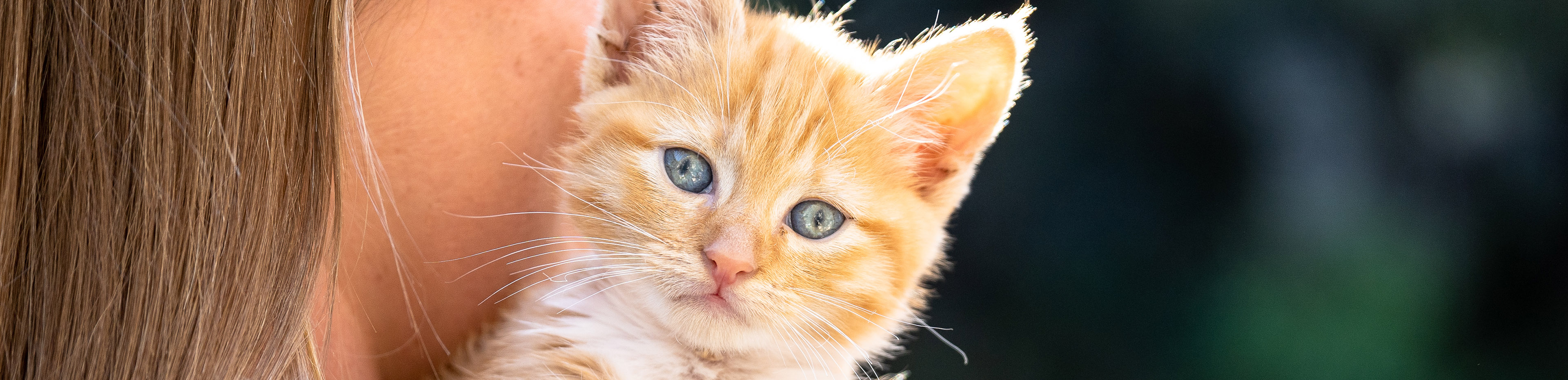 closeup of healthy cat looking over woman